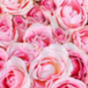 Meet your Posher, Barbara